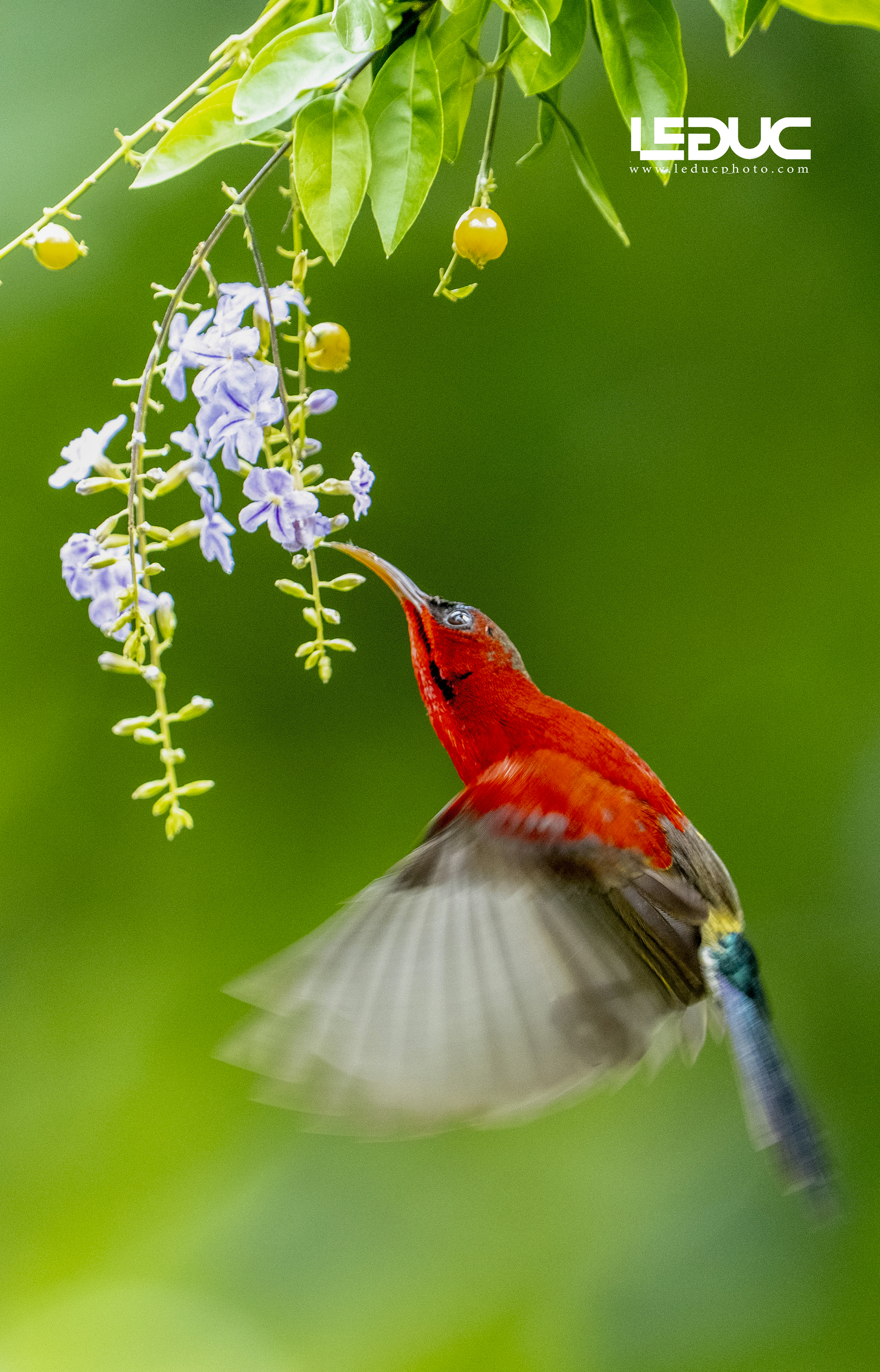 Chim xác pháo ( hút mật) (5)